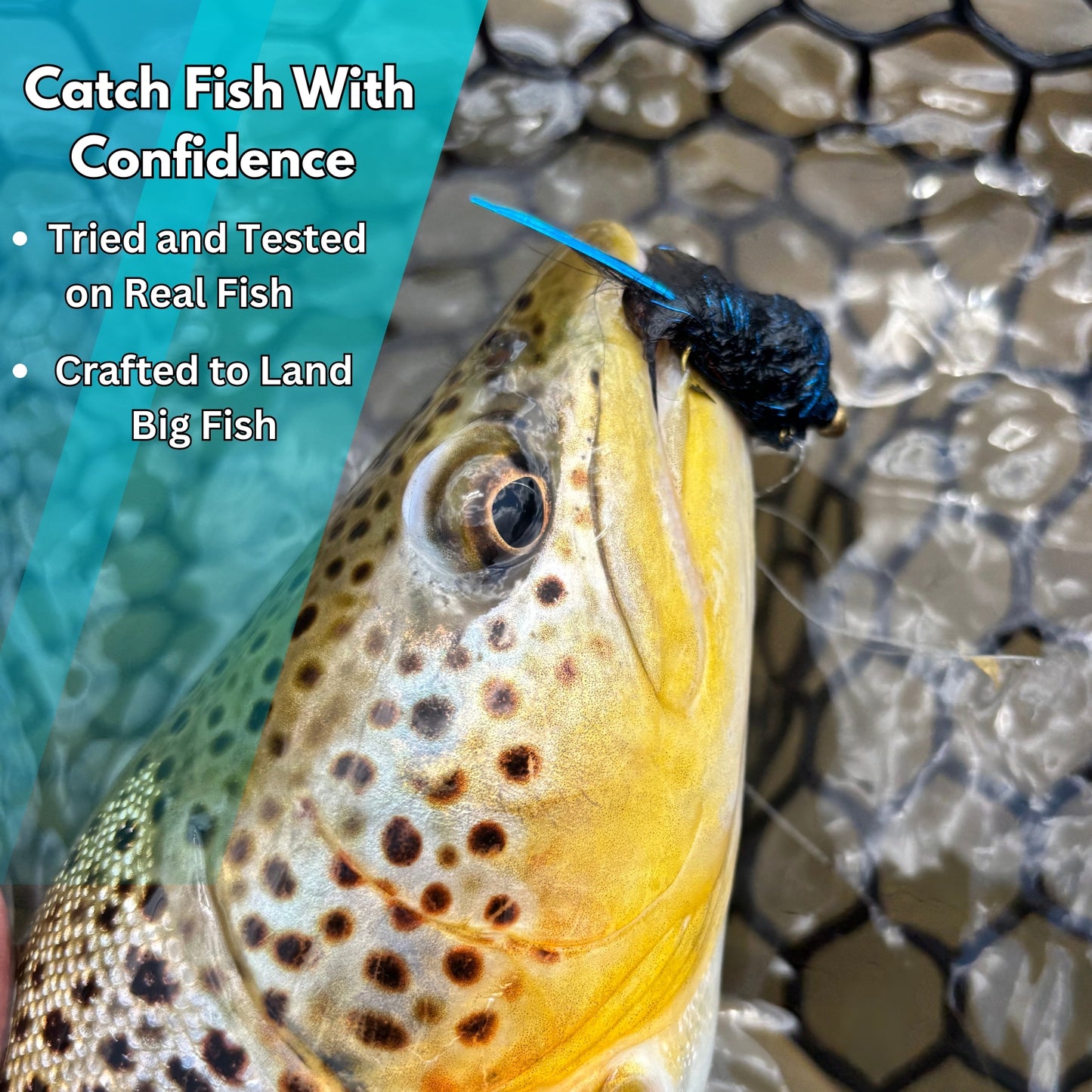12-Pack Balanced Leech