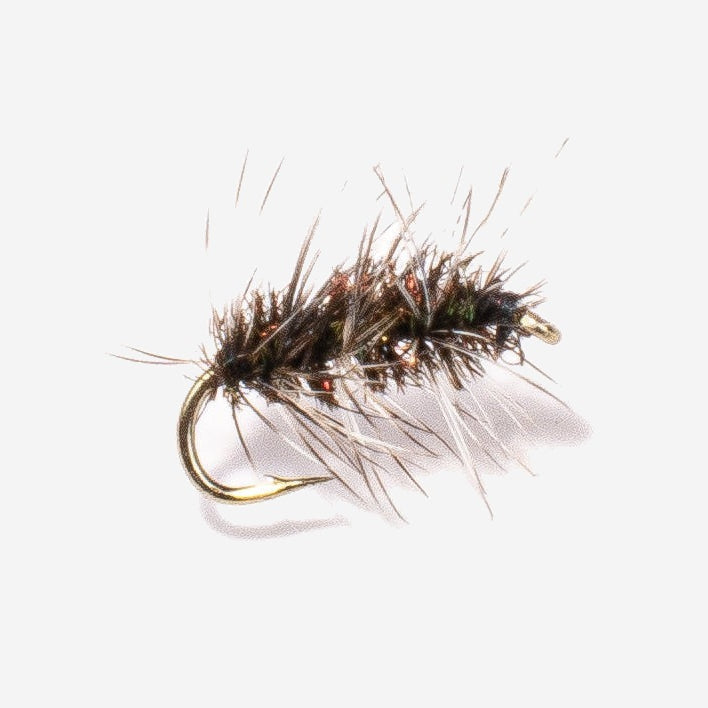Griffith Gnat