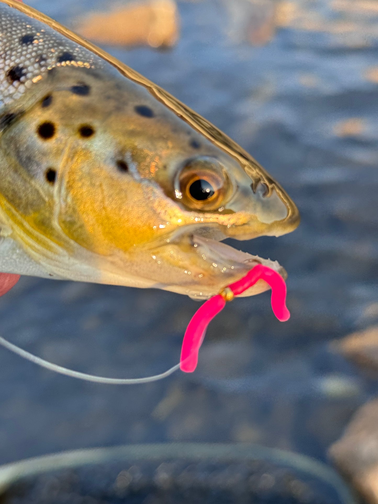 Squirmy Wormy Fly