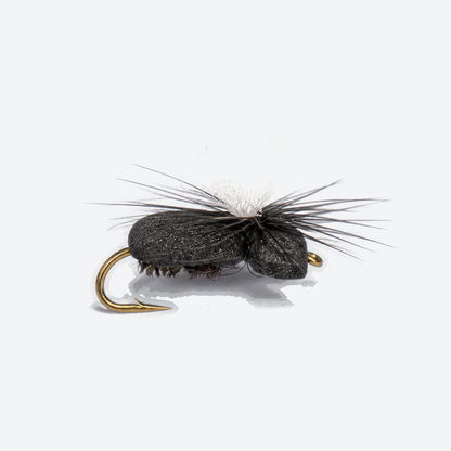 Foam Beetle