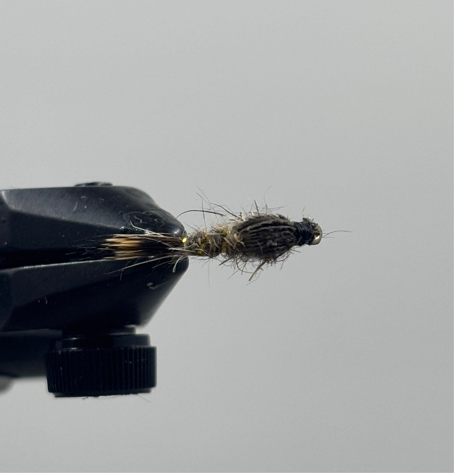 Gold Ribbed Hare's Ear