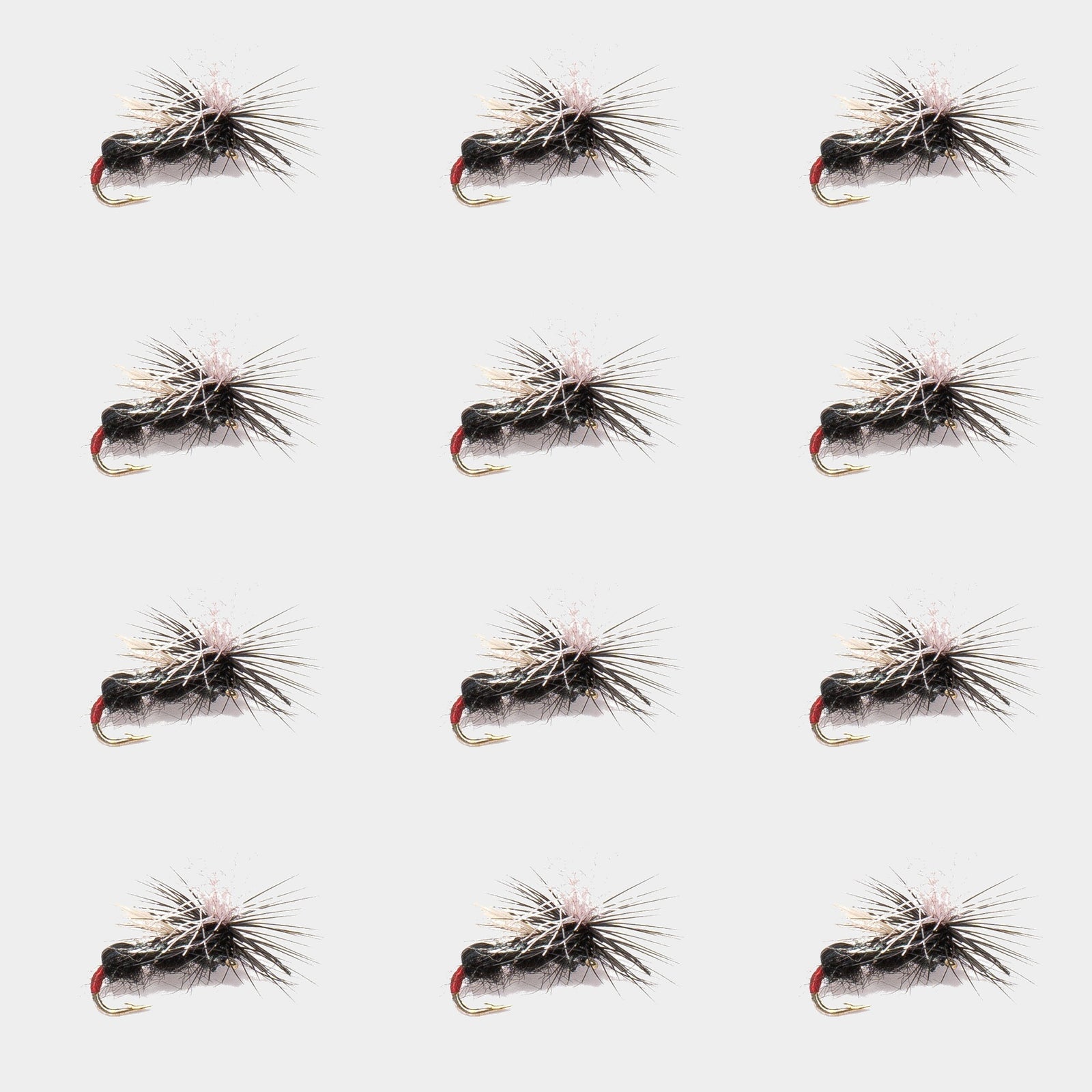 12-Pack Black Ant