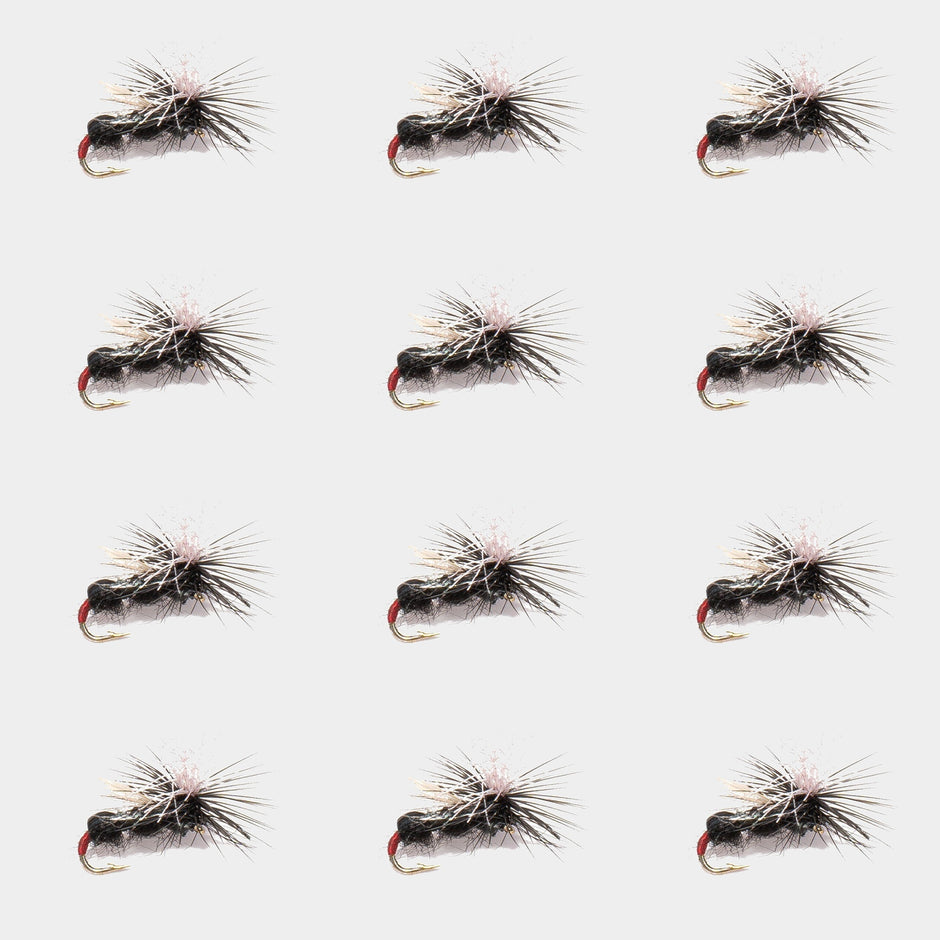 12-Pack Black Ant