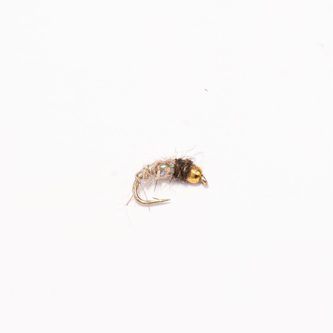 Caddis Larva