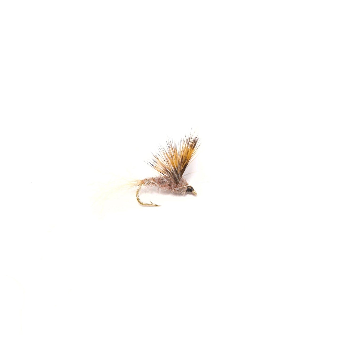 Callibaetis