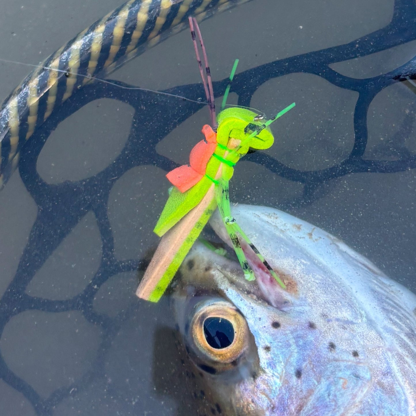 Morrish Foam Hopper