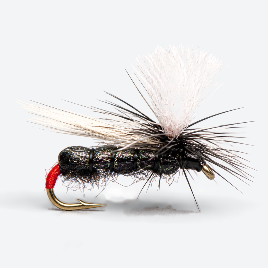 Black Ant