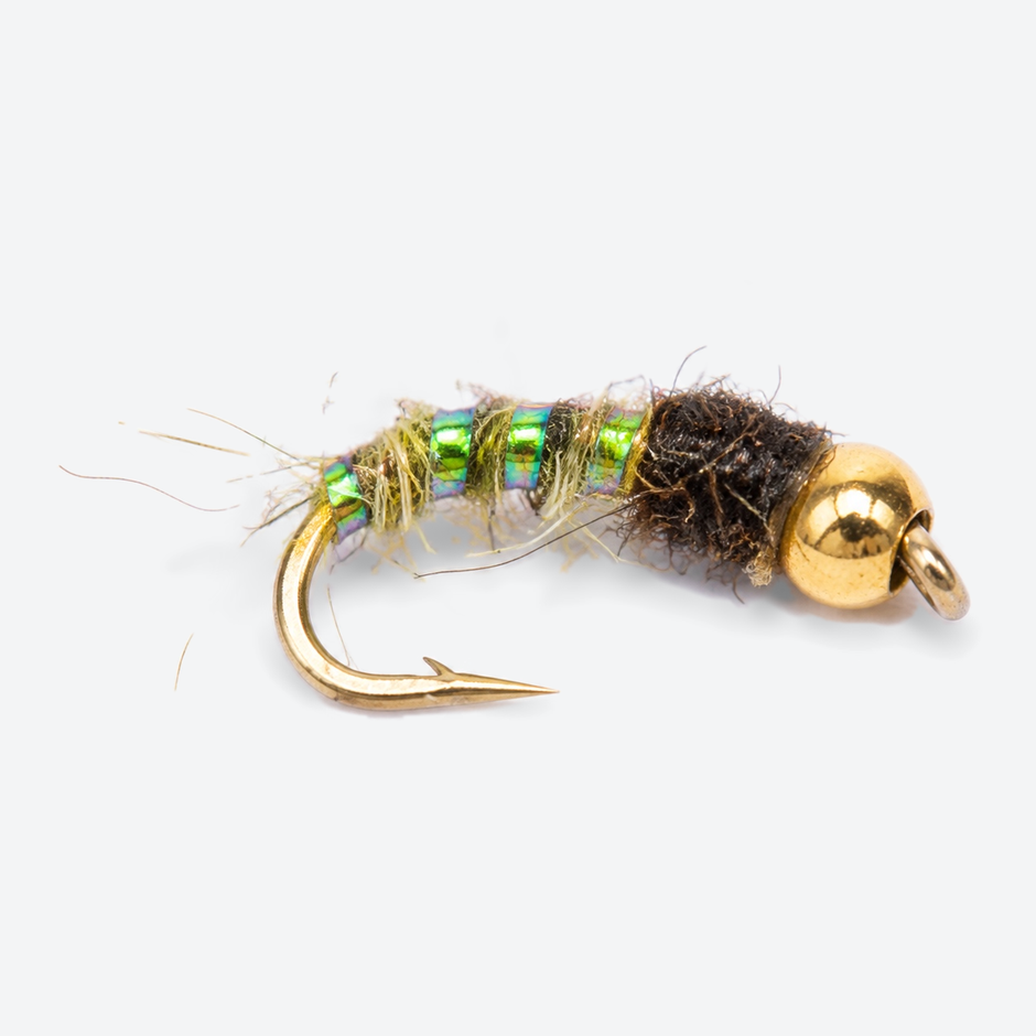 Caddis Larva