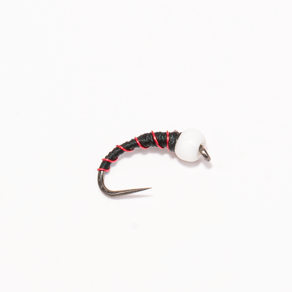 Chironomid Midge Pupa