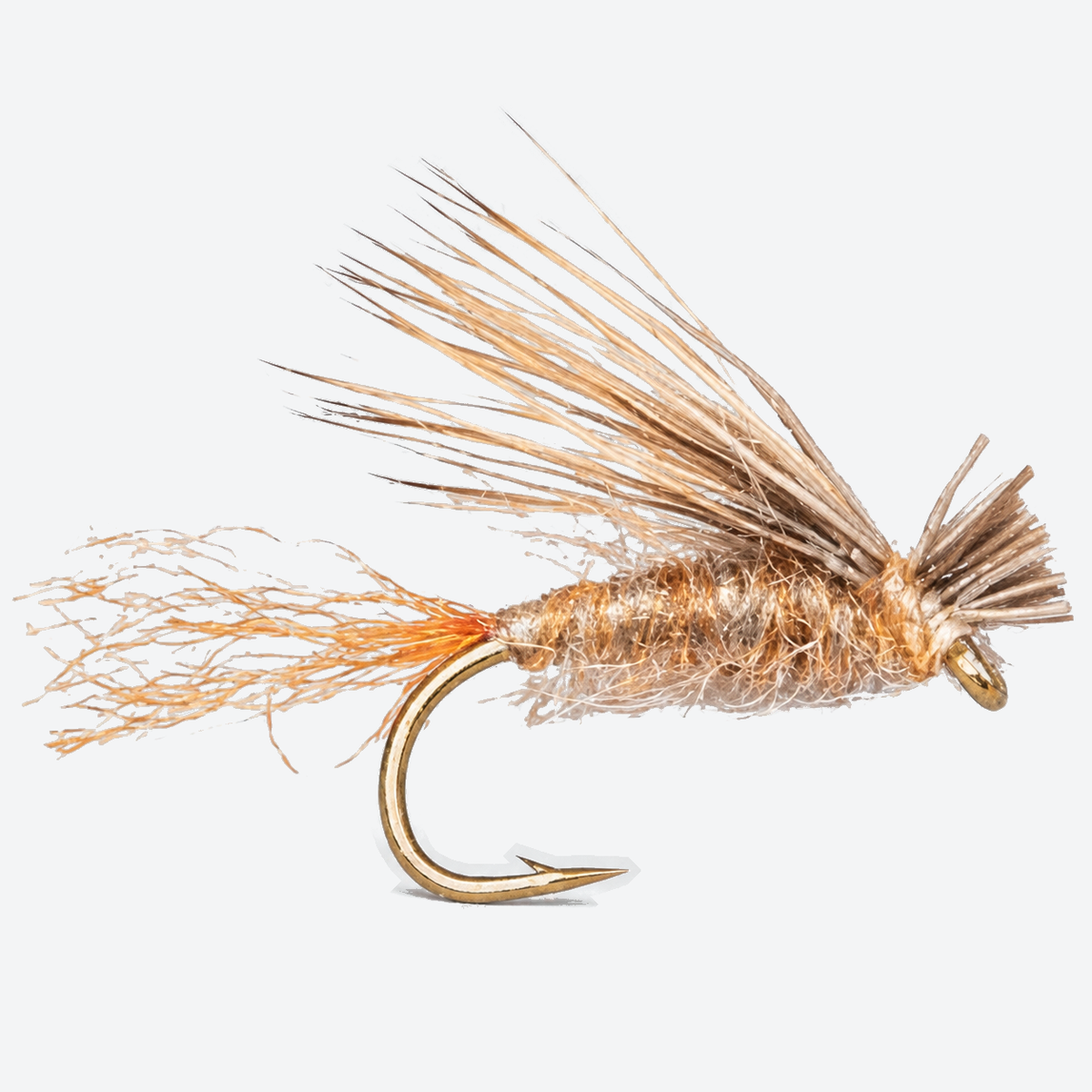 X caddis fly on a pale studio background