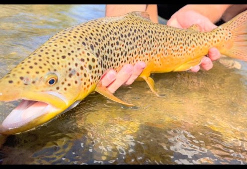 Angler with a fly-caught trout