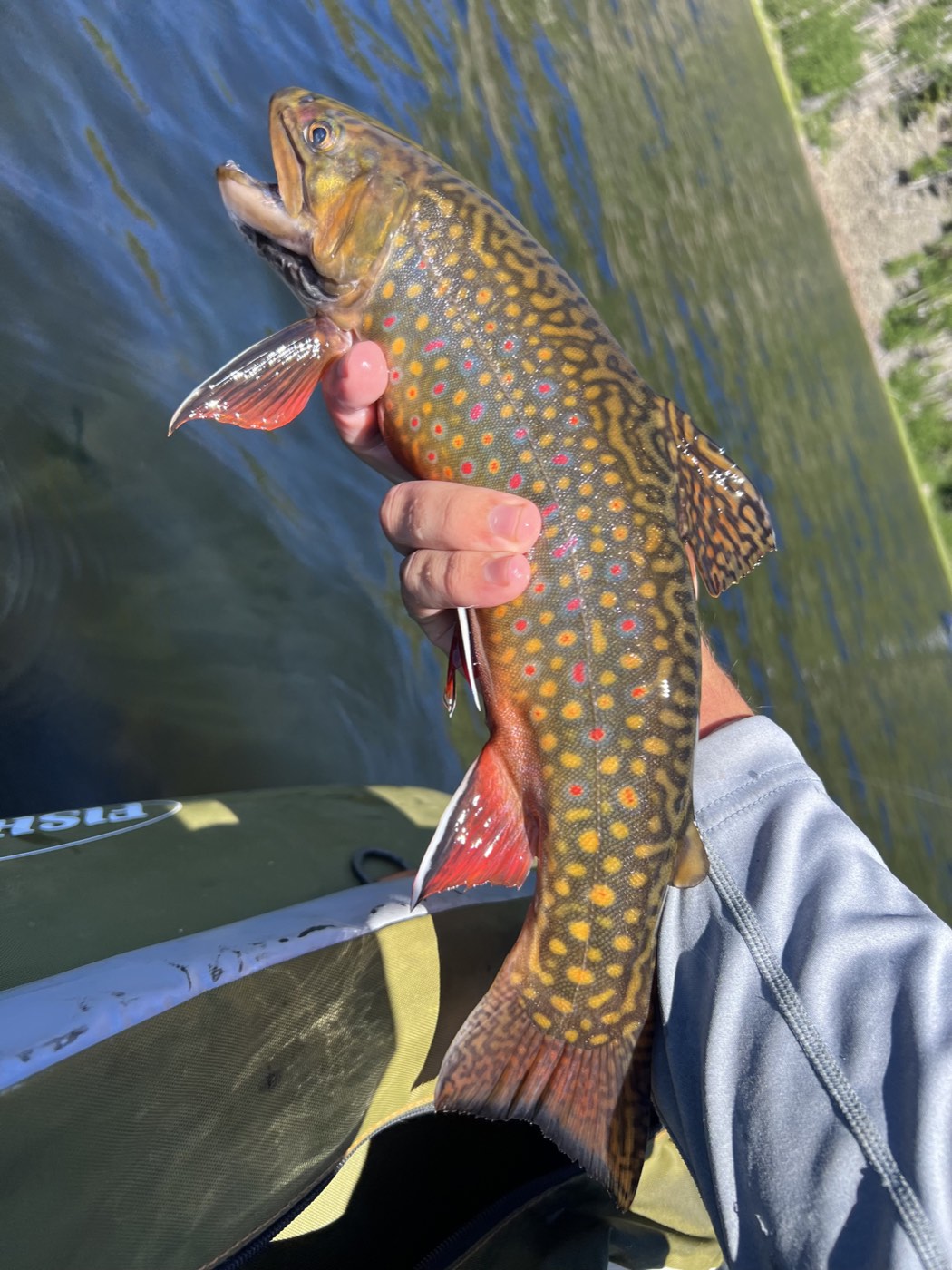 Brook trout caught on a Floating Feather fly