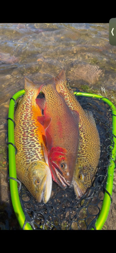Angler with a fly-caught trout
