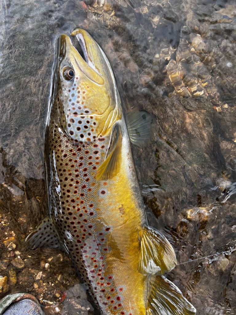 Angler with a fly-caught trout