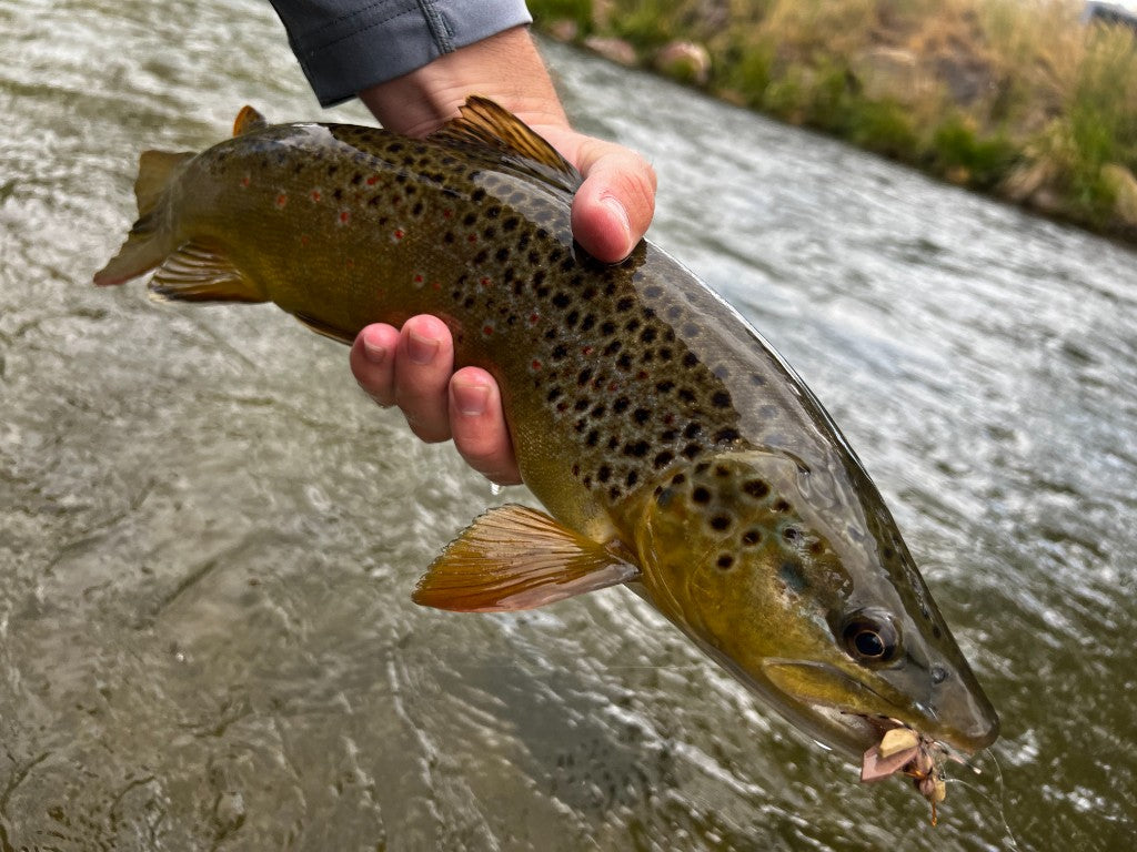 Angler with a fly-caught trout