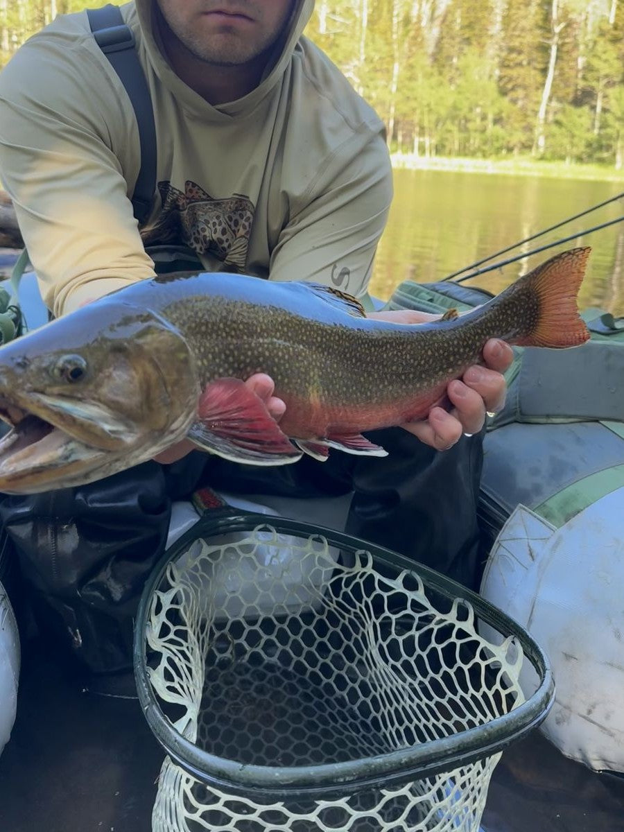 Heavy trout cradled above the water