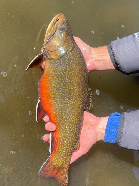 Brook trout close-up