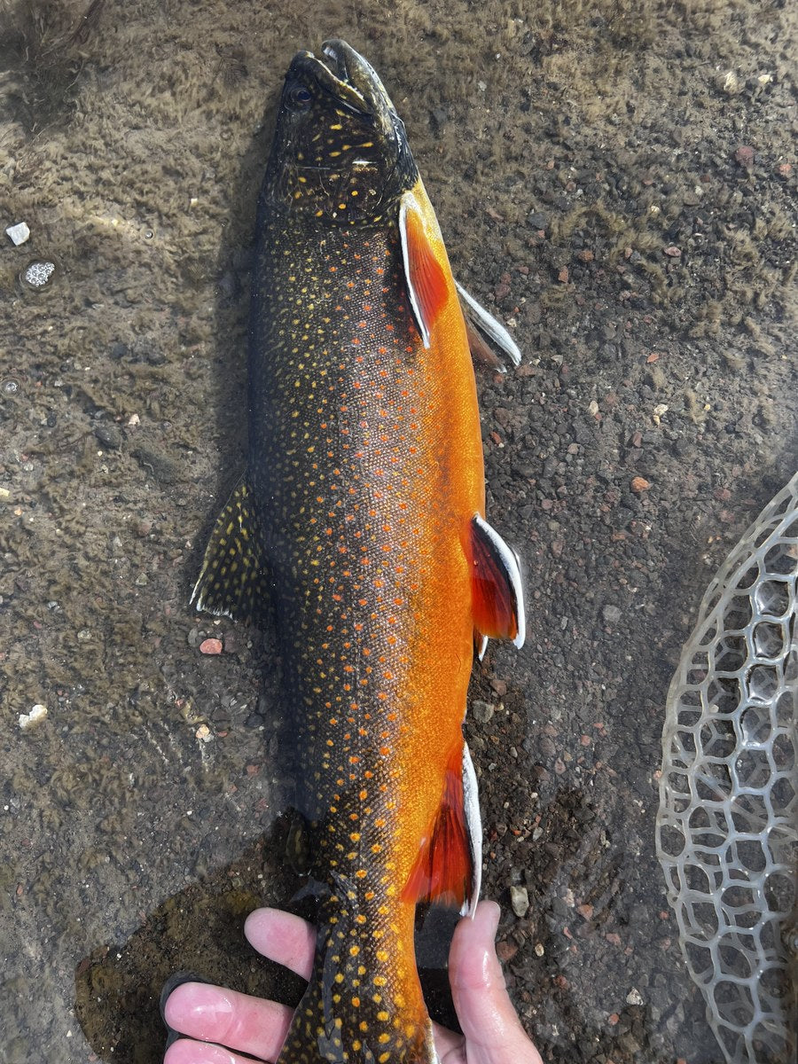 Brook trout in the shallows
