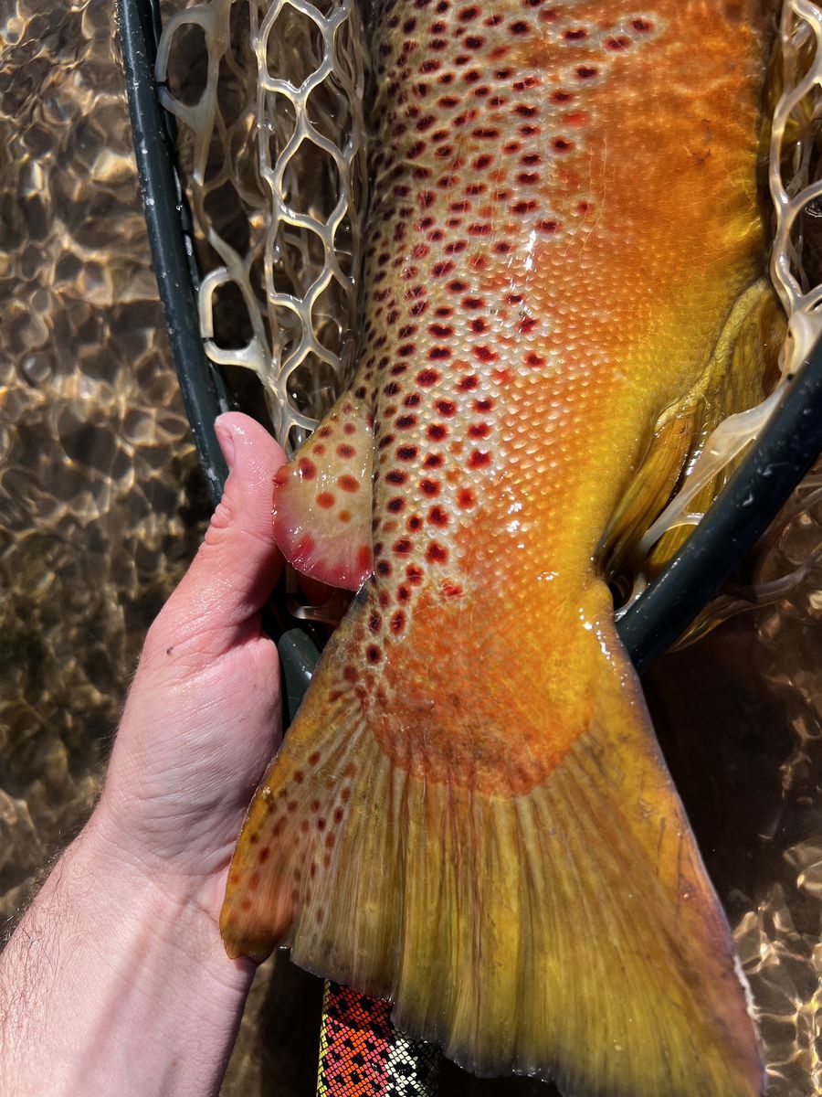 Brown trout close-up in hand