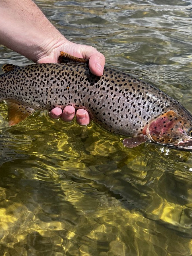 Brown trout held above the grass