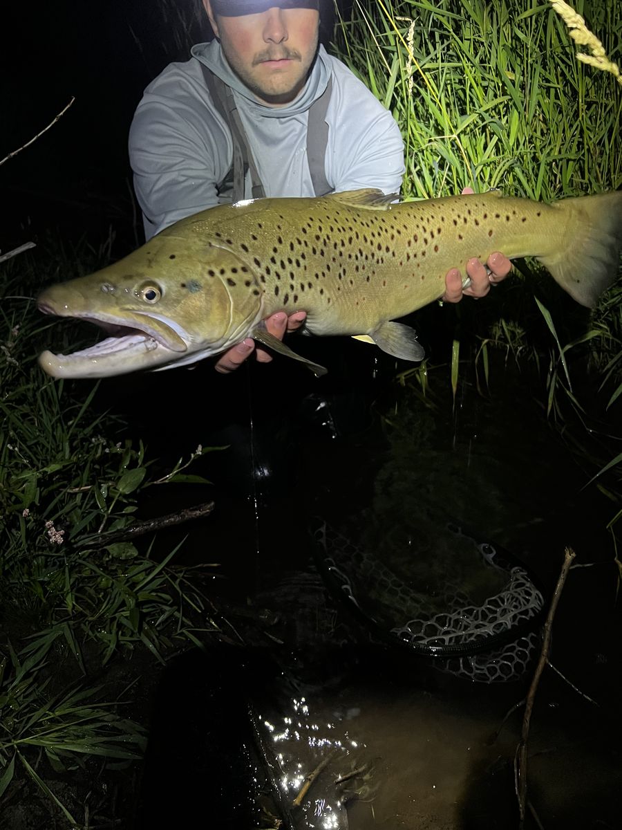 Brown trout over gravel in clear water