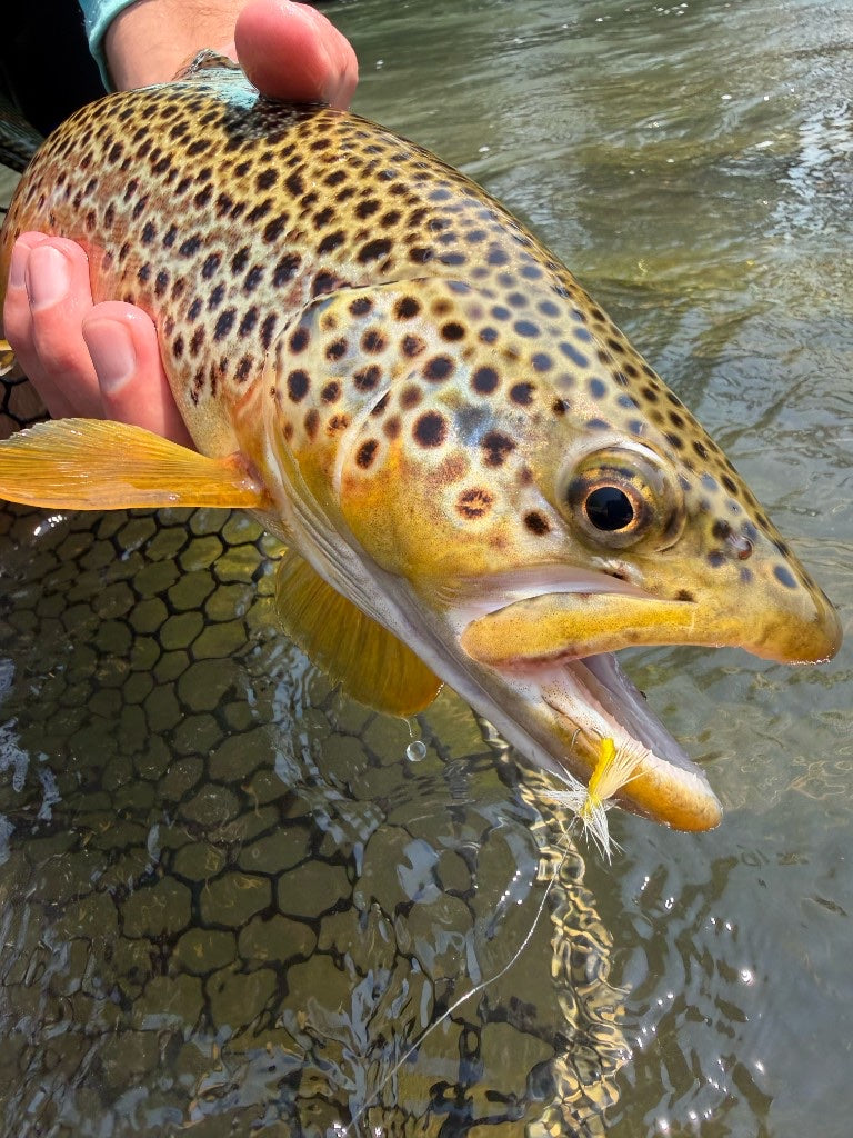 Brown trout close-up in the net