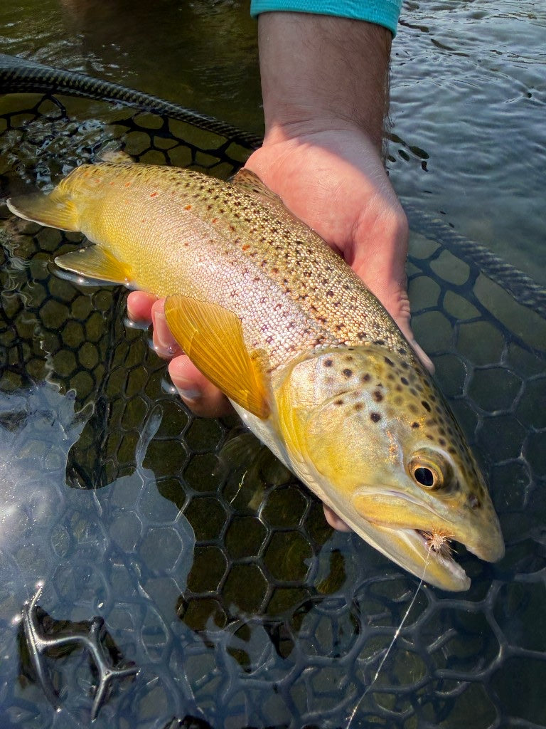 Brown trout in the landing net
