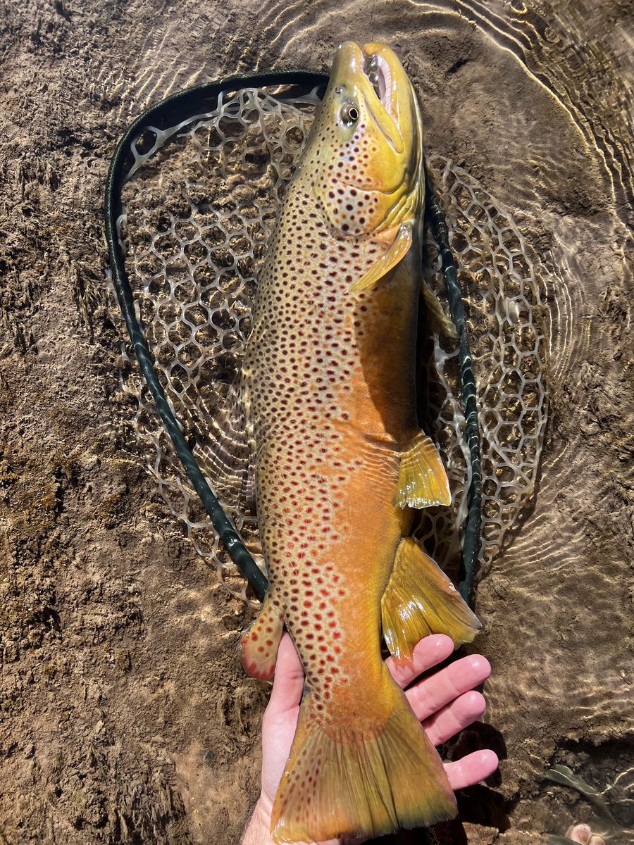 Brown trout held over the landing net