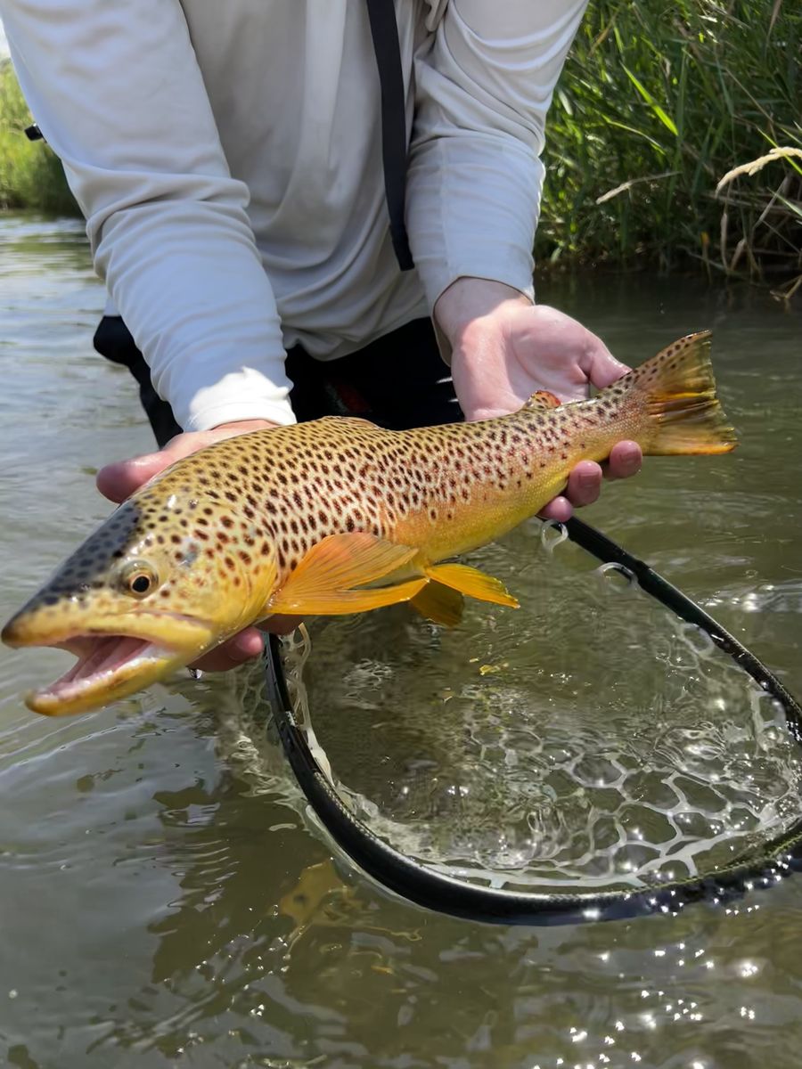 Brown trout held over the river