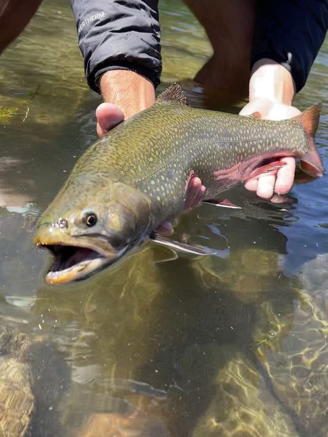 Brown trout released back into the current
