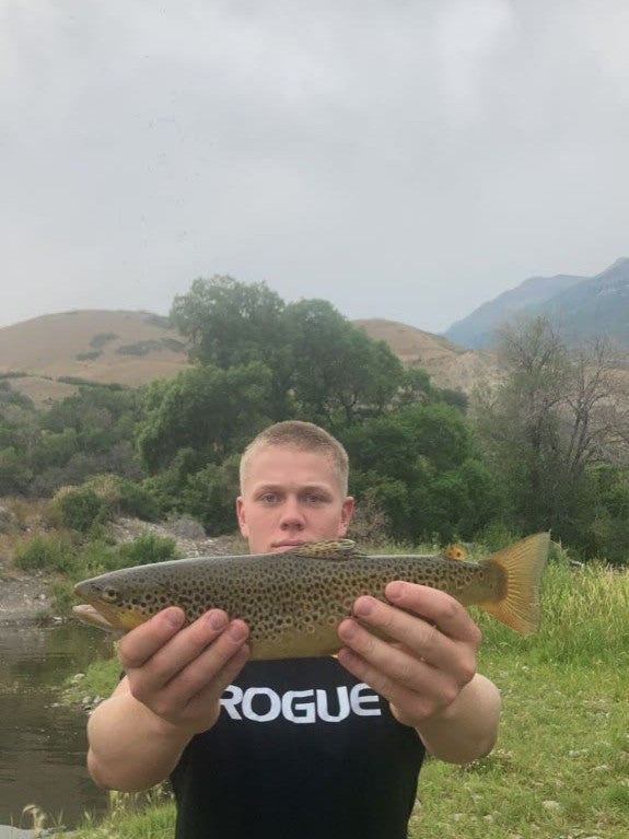 Brown trout catch
