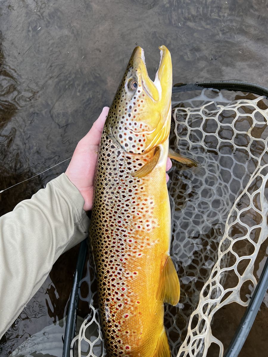 Spotted brown trout held in hand