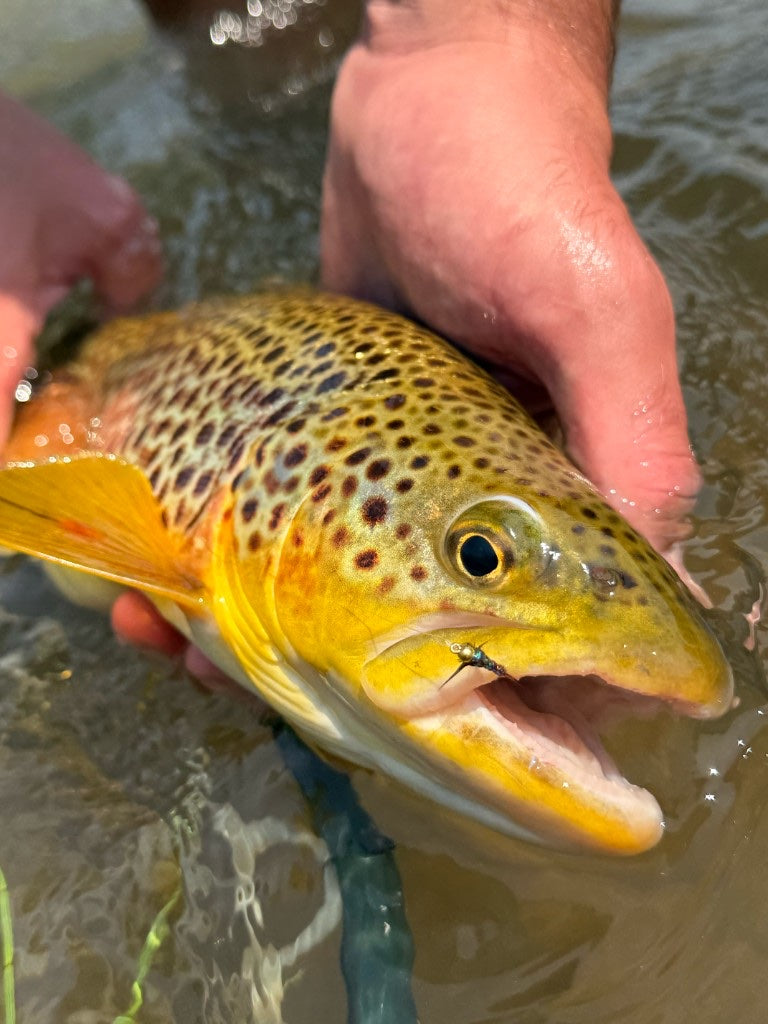 Brown trout held in the stream