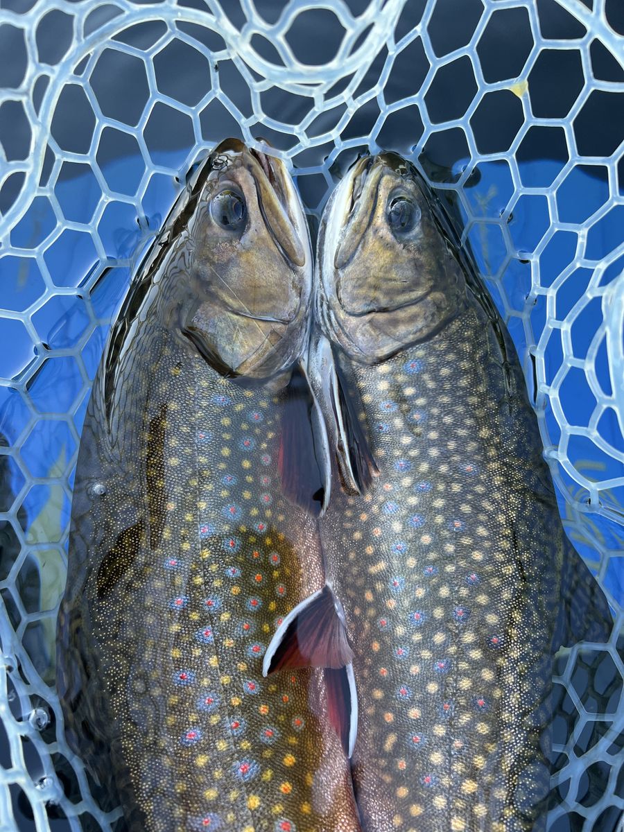 Pair of trout in the landing net