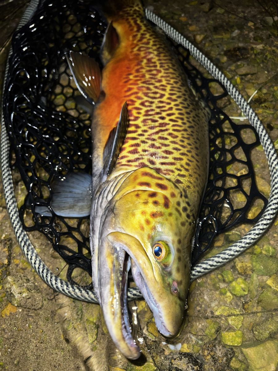 Golden brown trout in the net
