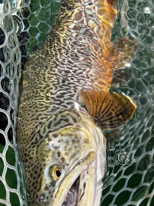 Trout with orange fins in the net