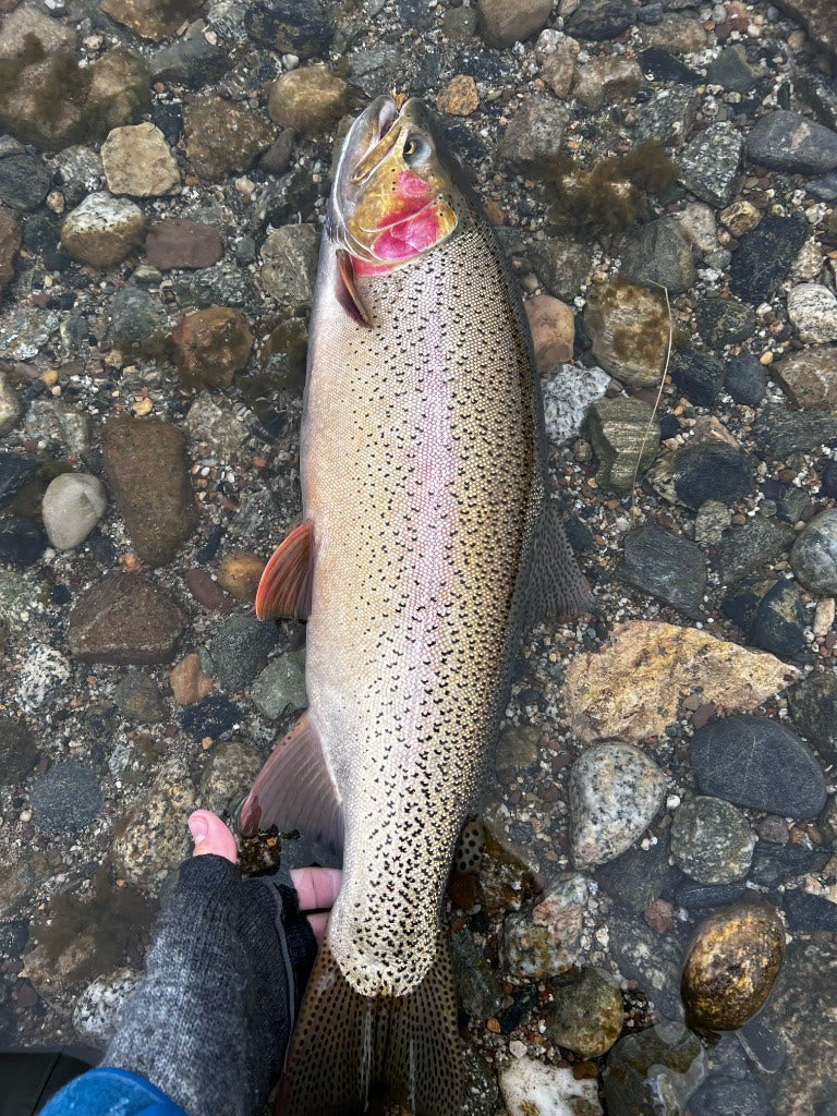Rainbow trout in the net