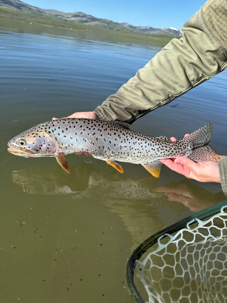 Spotted trout over the water