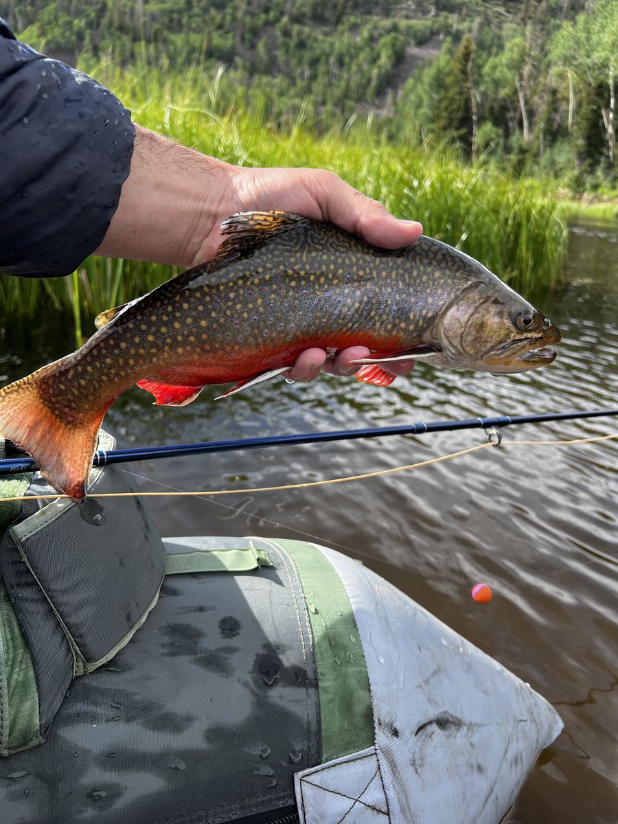 Trout in the net on the bank
