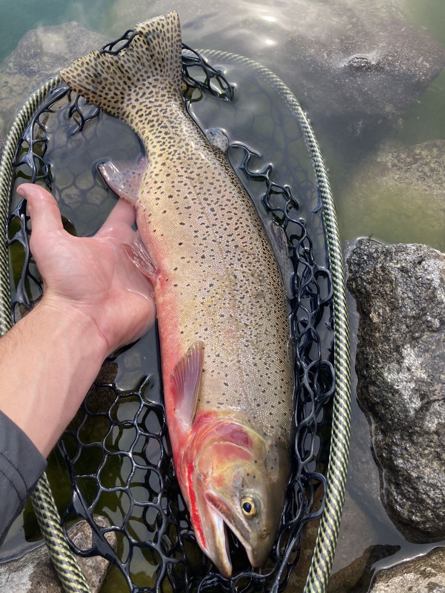Trout resting in the net