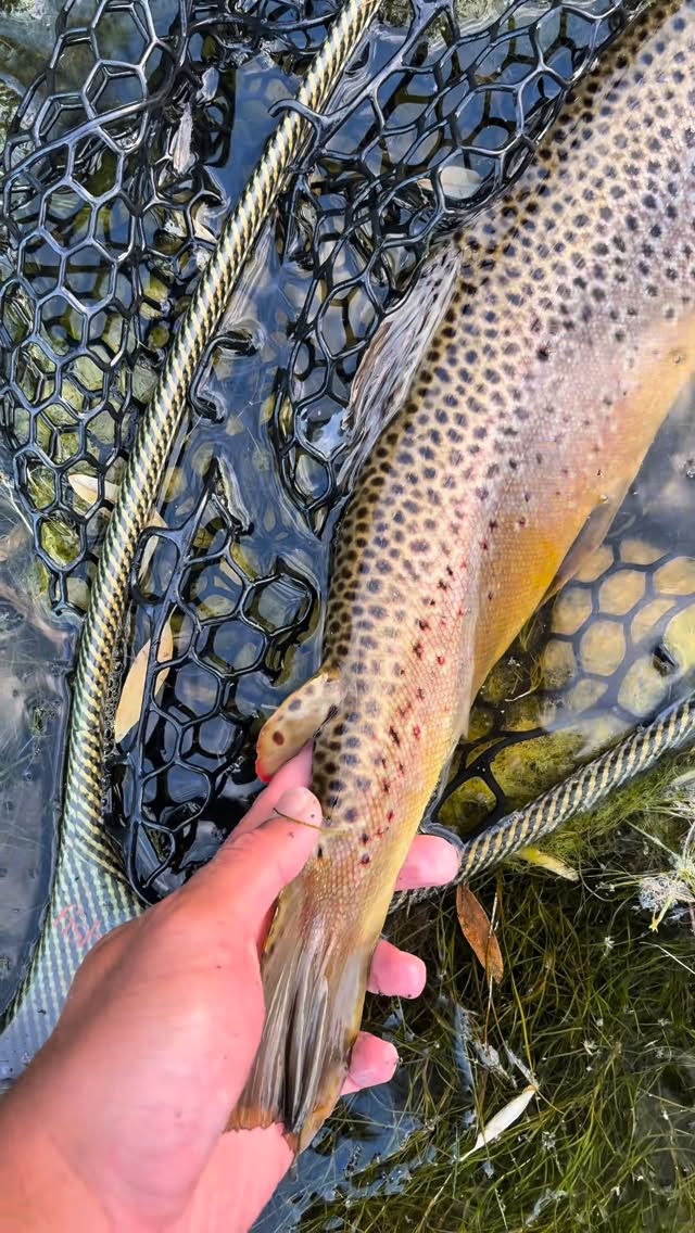 Hook-jaw brown trout from @floatingfeathersupply