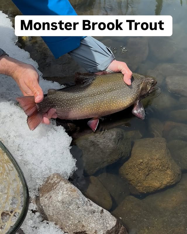 Giant brook trout from @floatingfeathersupply