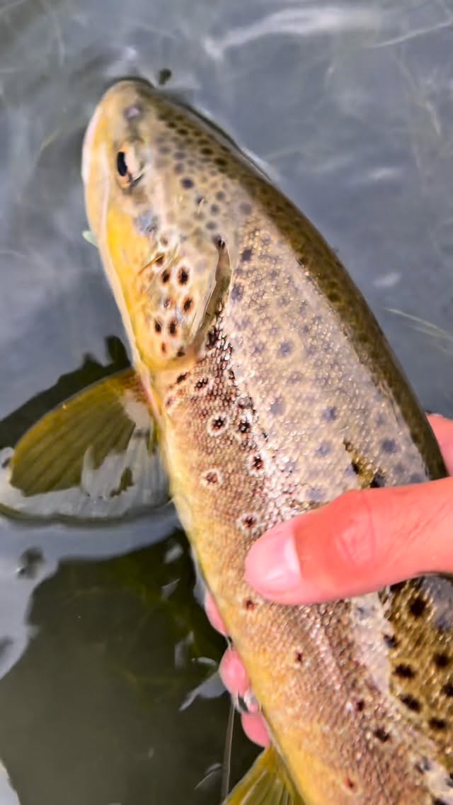 Cloudy-day brown trout from @floatingfeathersupply