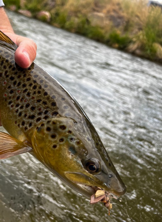 Angler with a fly-caught trout