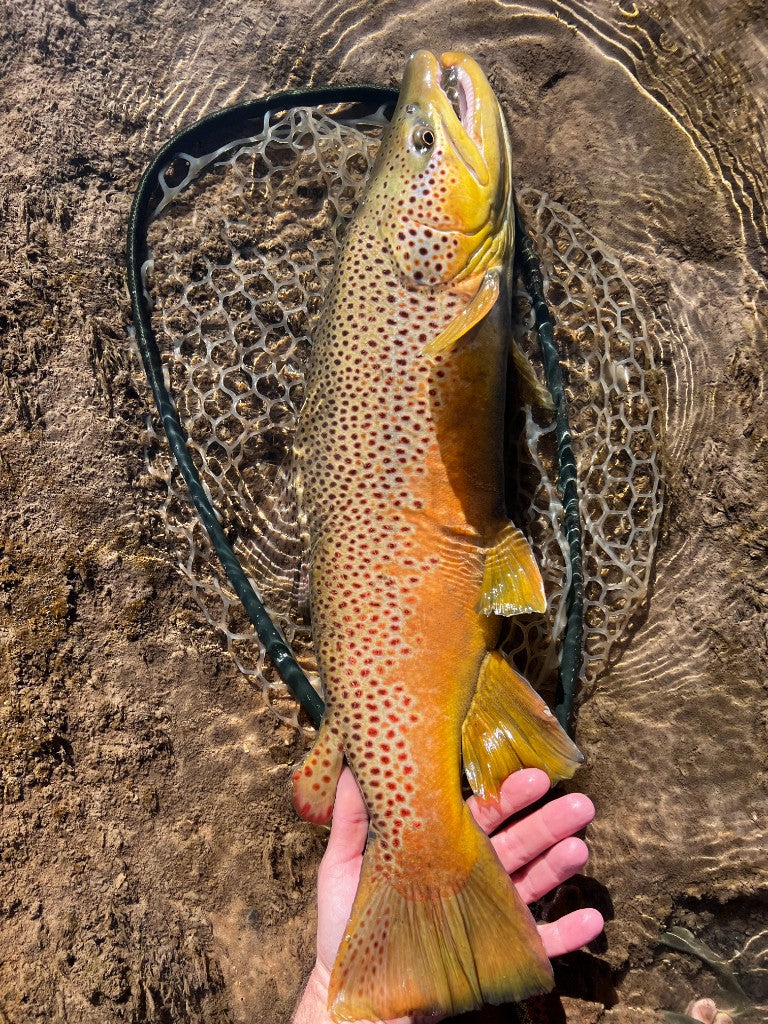 Angler with a catch on the river