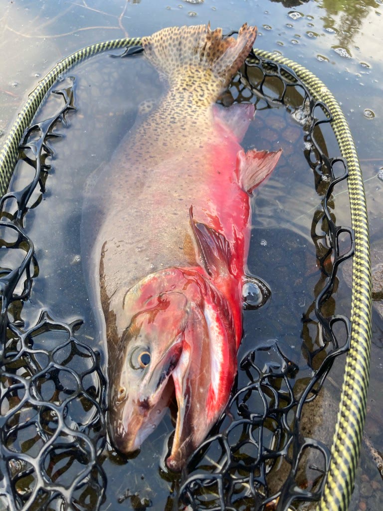Angler with a catch on the river
