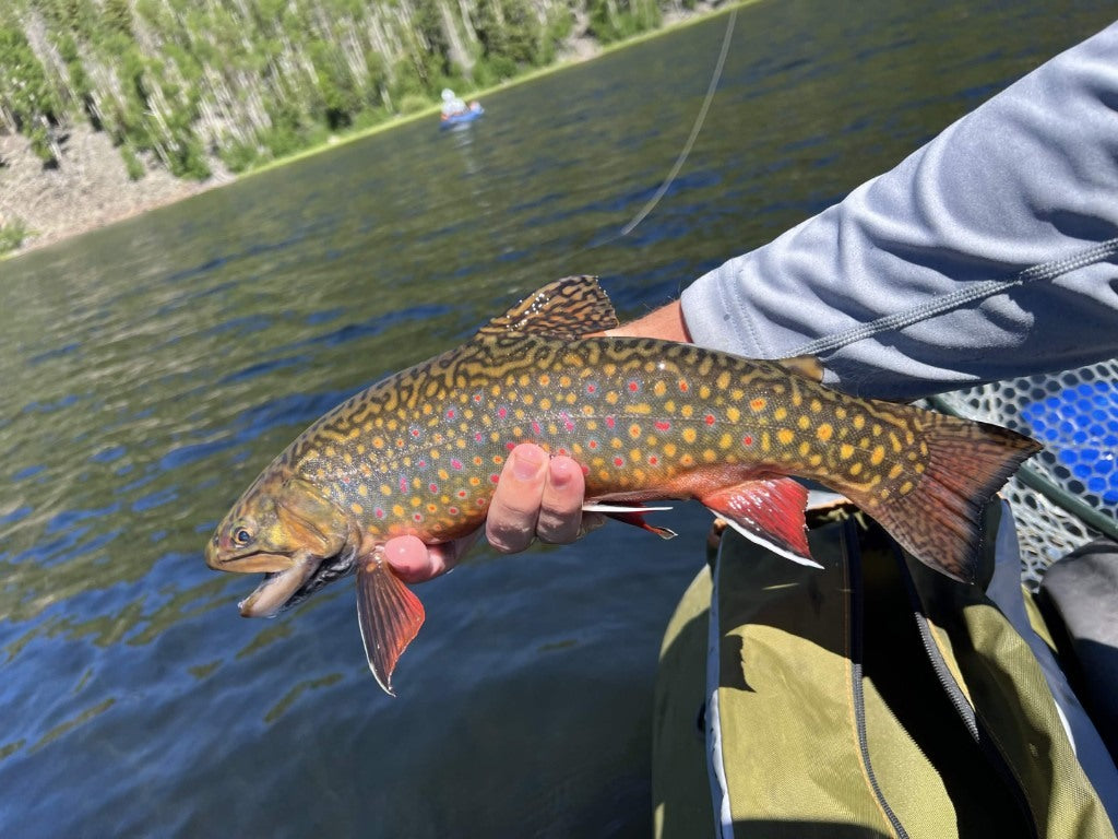 Brook trout held over the water